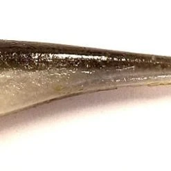 Z Man Scented Jerk ShadZ 5 Inch Soft Plastic Jerkbait 5 Pack