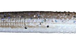 Z Man Finesse TRD (The Real Deal) 8 Pack Baits