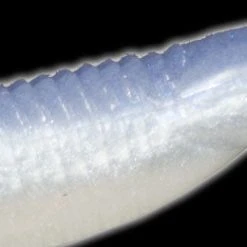 Baits Reaction Innovations Little Dipper 3 1/2 Inch Paddle Tail Swimbait 20 Baits Reaction Innovations Little Dipper 3 1/2 Inch Paddle Tail Swimbait